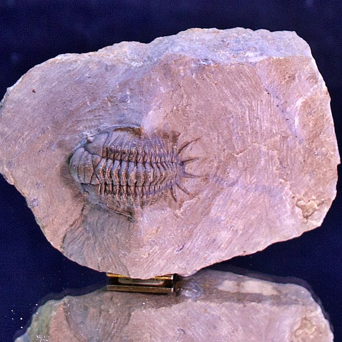 Main Image Trilobite Cyrtometopus from Morocco