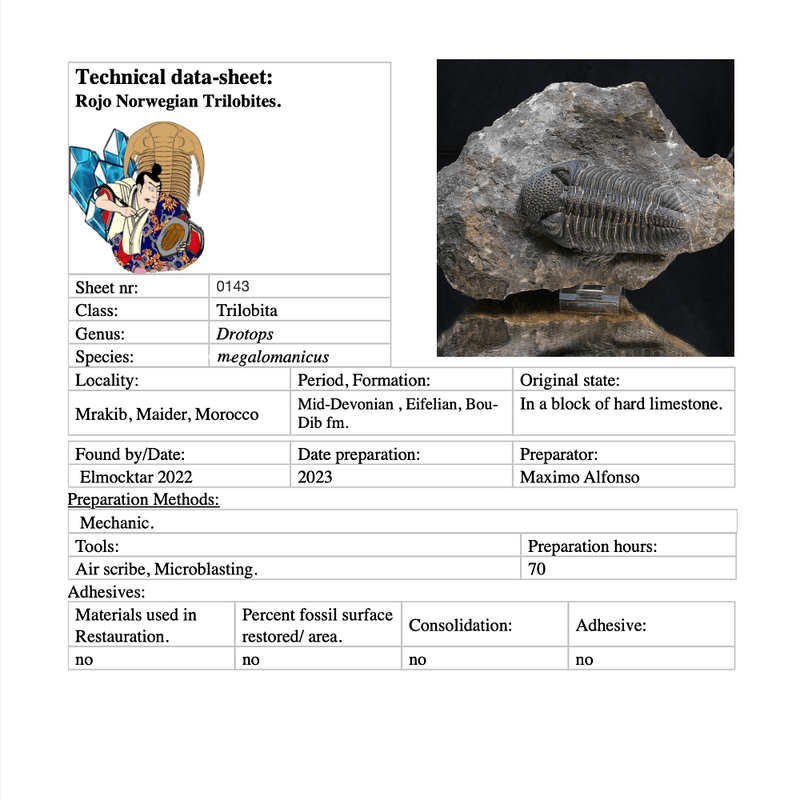 Trilobite Drotops from Morocco.