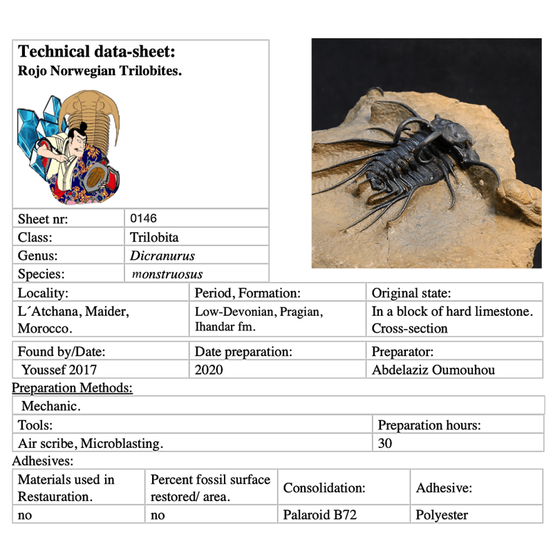 Dicranurus monstruosus Trilobite – Spectacular Spined Devonian Fossil
