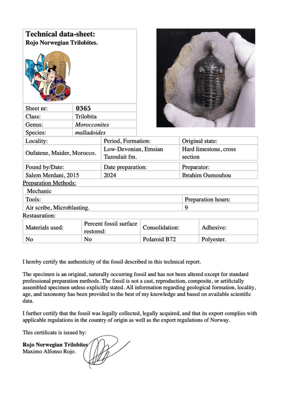 Morocconites Trilobite – “The Rhinoceros of Trilobites” (Morocco)