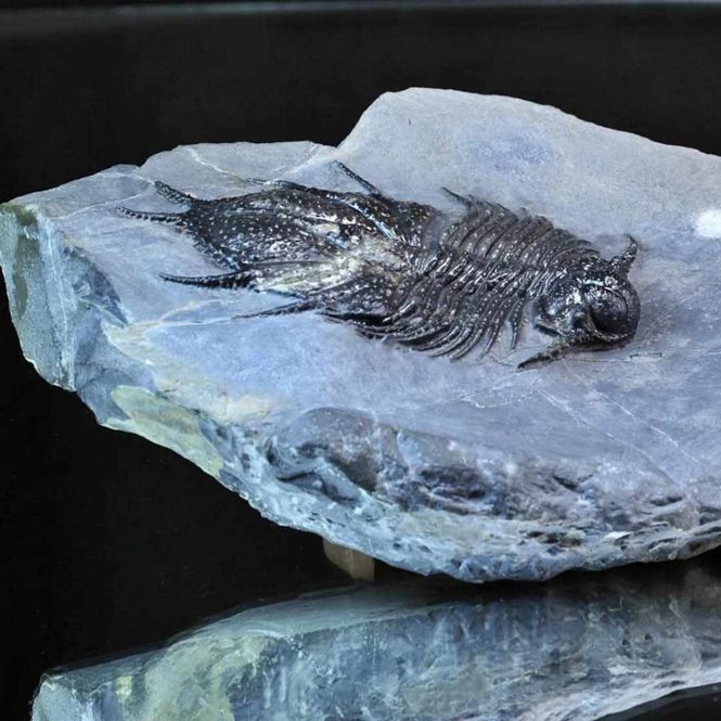 Main Image Sold! Trilobite Acanthopyge haueri from Morocco.
