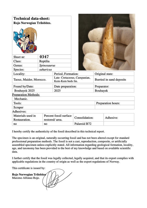 Dinosaur Teeth Spinosaurus Sp.