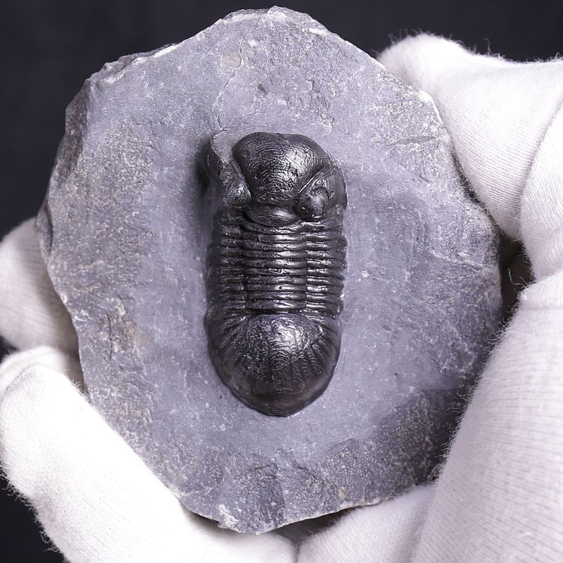 Paralejurus rehamnanus Trilobite from Morocco (4,5 cm)