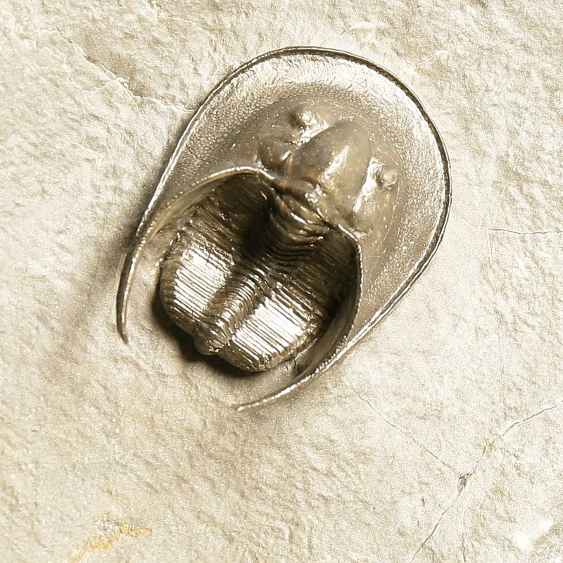  Sold! Harpes Trilobite – Finely Prepared Devonian Fossil from Jbel Oudriss (4.7 cm)