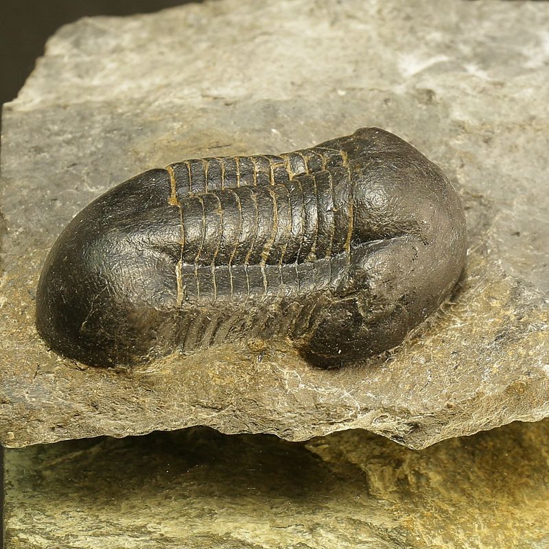 Sold! Illaenus sarsi Trilobite
