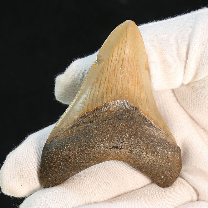 Main Image Authentic Megalodon Fossil Tooth