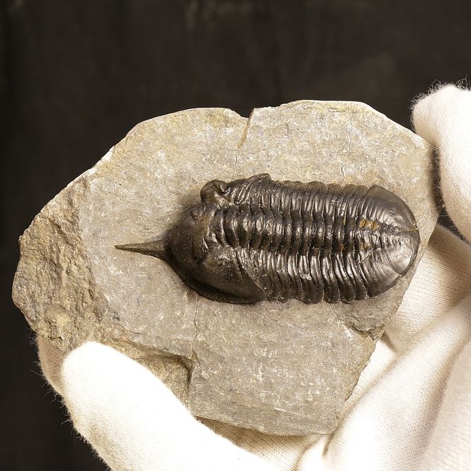 Main Image Morocconites Trilobite – “The ...