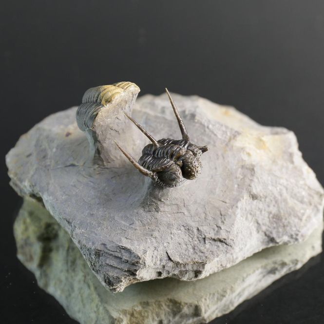 Main Image Cyphaspis Trilobite – Tiny Spiny Devonian ...