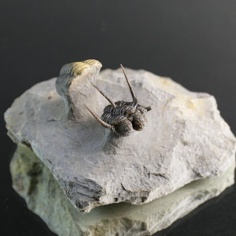 Cyphaspis Trilobite – Tiny Spiny Devonian Masterpiece
