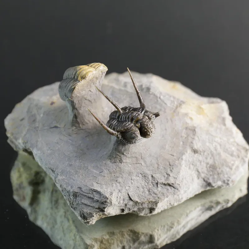 Cyphaspis Trilobite – Tiny Spiny Devonian Masterpiece