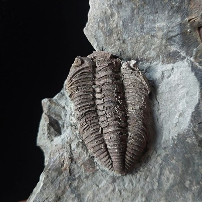 Main Image Sold, Chasmops sp. Trilobite – Upper ...